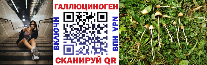 как найти закладки  Ядрин  Галлюциногенные грибы Psilocybine cubensis 